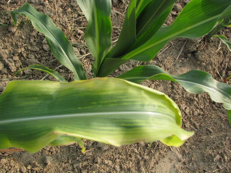 葉綠素含量測(cè)定儀可增加氮肥利用率 葉綠素含量測(cè)定儀可增加氮肥利用率