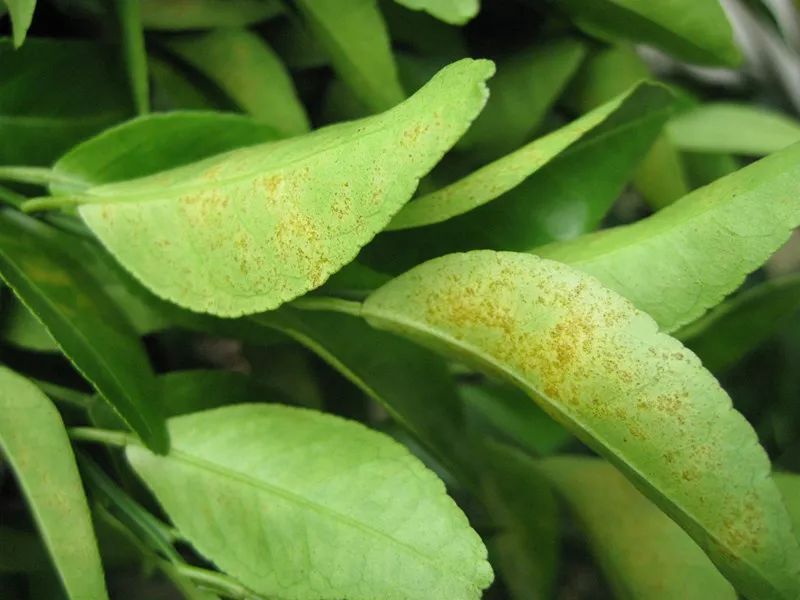 葉面積指數(shù)儀可準確測量葉片的葉面積 葉面積指數(shù)儀可準確測量葉片的葉面積