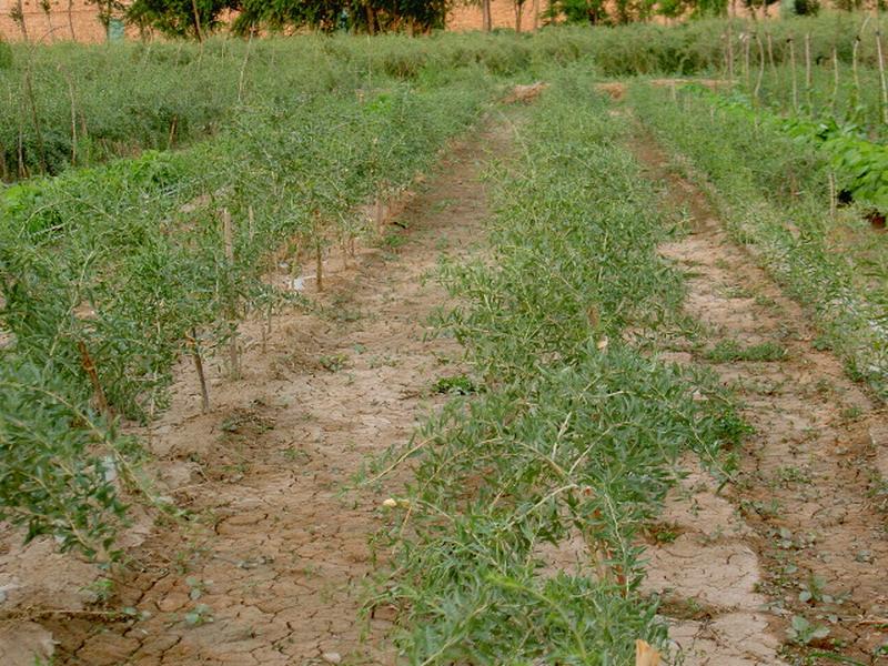 土壤墑情監(jiān)測儀實現(xiàn)科學助農(nóng) 土壤墑情監(jiān)測儀實現(xiàn)科學助農(nóng)