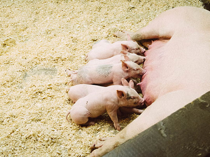 動物疫病快速診斷儀快速、安全、便攜 動物疫病快速診斷儀快速、安全、便攜