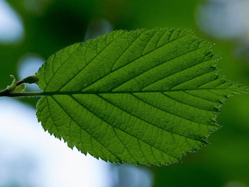 葉綠素儀可廣泛用于農(nóng)林植物和科研的生產(chǎn)指導