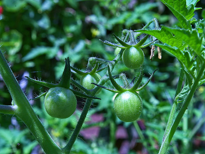 農(nóng)藥殘留會對身體產(chǎn)生怎樣的危害？