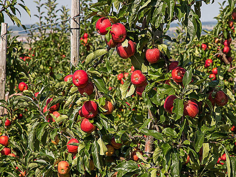 高智能土壤養分檢測儀輔助果園管理 高智能土壤養分檢測儀輔助果園管理