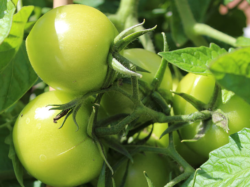 農藥殘留檢測儀結果準確嗎？