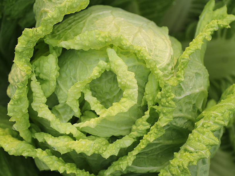 怎樣可以檢測小白菜中農(nóng)藥殘留是否超標(biāo) 怎樣可以檢測小白菜中農(nóng)藥殘留是否超標(biāo)