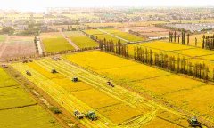 蔬菜農藥殘留檢測儀怎么樣？