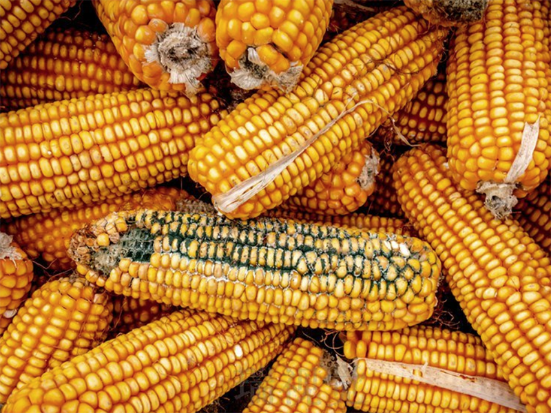 黃曲霉菌快速檢測儀 黃曲霉菌快速檢測儀