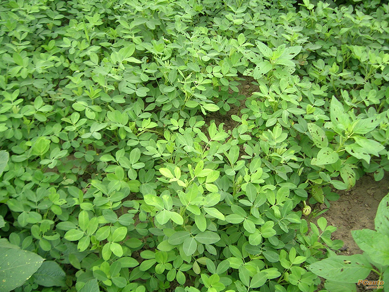 土壤水分測(cè)量?jī)x