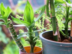 利用土壤氮、磷、鉀檢測器檢測土壤養分