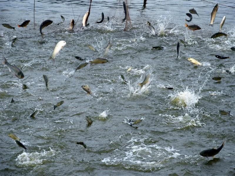 水產養殖水質檢測儀
