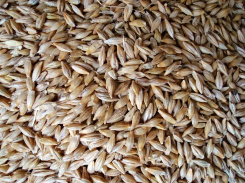 糧食重金屬檢測儀,滿足現場檢測需求 糧食重金屬檢測儀,滿足現場檢測需求