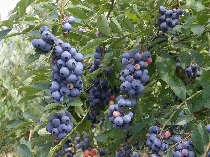 藍莓表面的白霜是農藥殘留嗎？農藥殘留檢測儀來回答