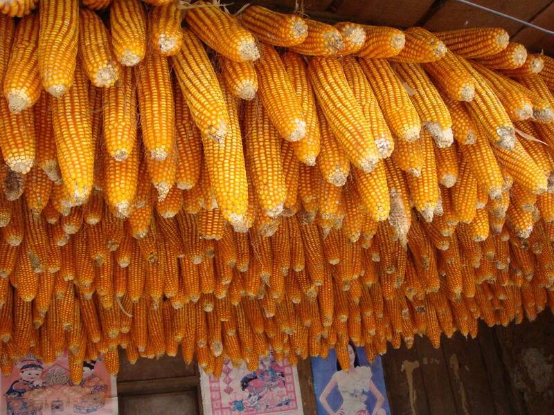 糧食安全檢測儀，可檢測糧食中是否含有大米增白劑