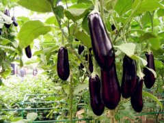 種植茄子肥料的選擇很重要！