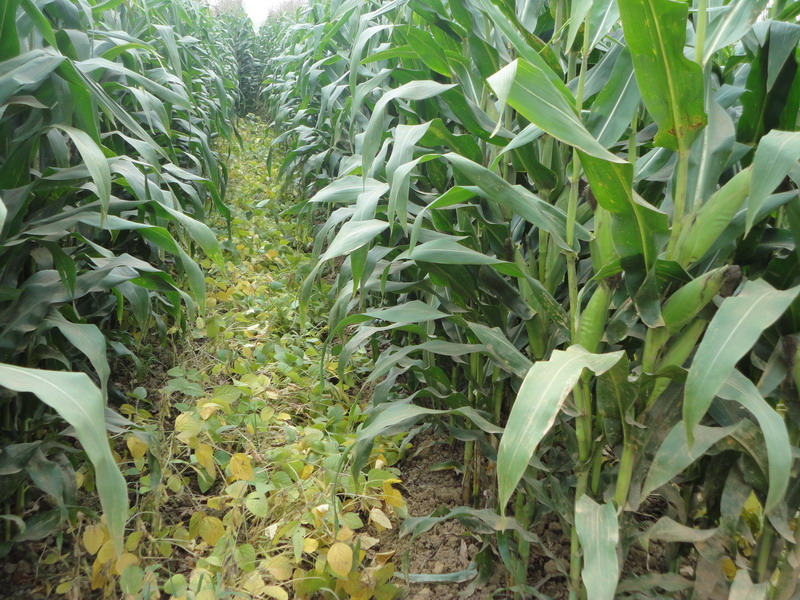 玉米秋收時節(jié),黃曲霉毒素檢測不能少 玉米秋收時節(jié),黃曲霉毒素檢測不能少